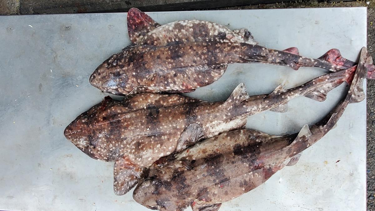 恆春後壁湖漁民意外捕獲稀有物種「台灣絨毛鯊」。（圖／阿興生魚片提供）