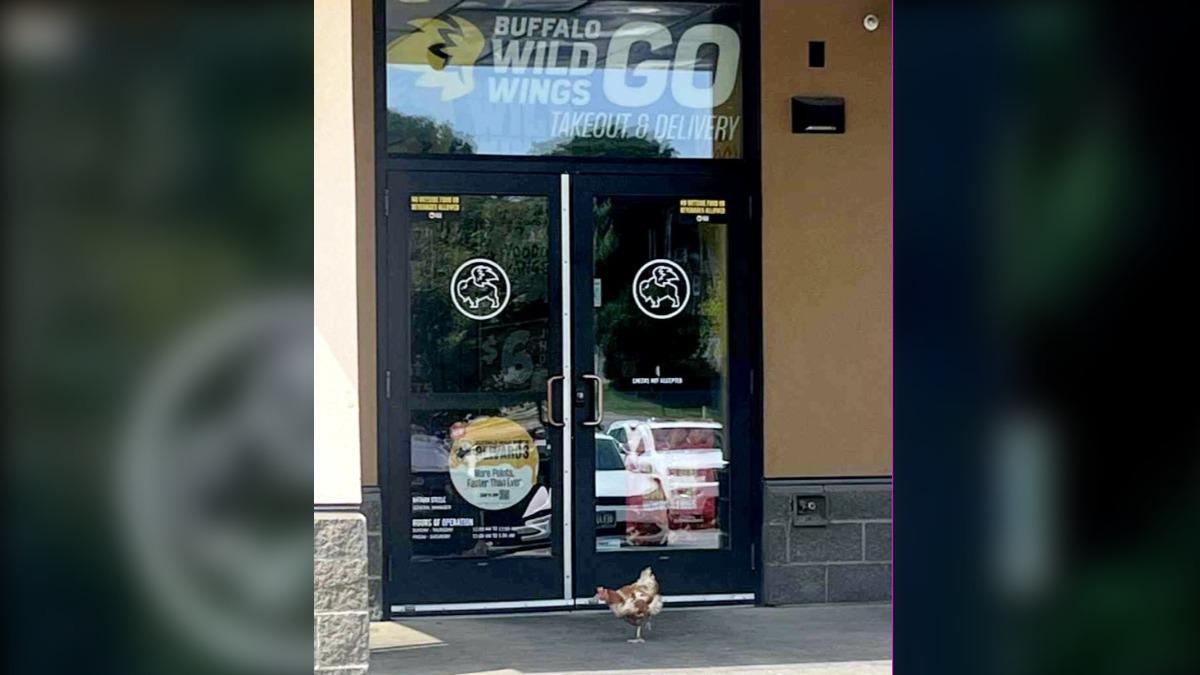 一隻迷路母雞意外闖到炸雞店門前，引起網友熱議。（圖／翻攝自 Animal Rescue League of Iowa）