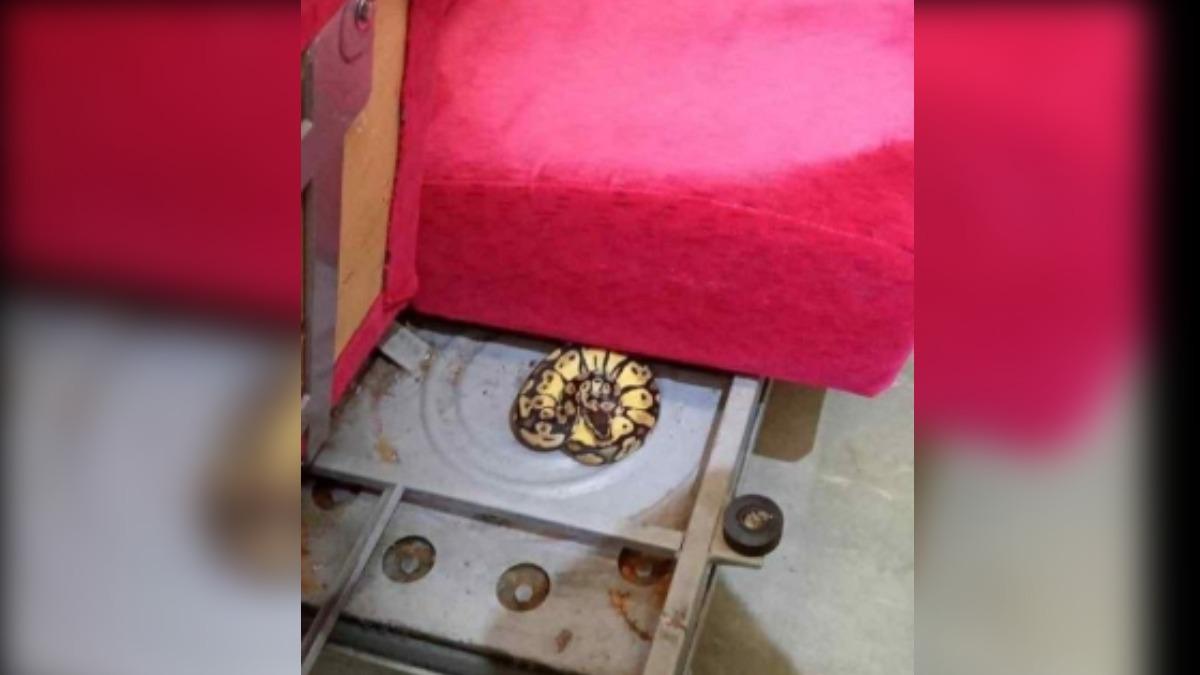 台鐵139次自強號未發車前，清潔人員注意到有蛇藏在坐墊下。（圖／翻攝自臉書@TRBento）