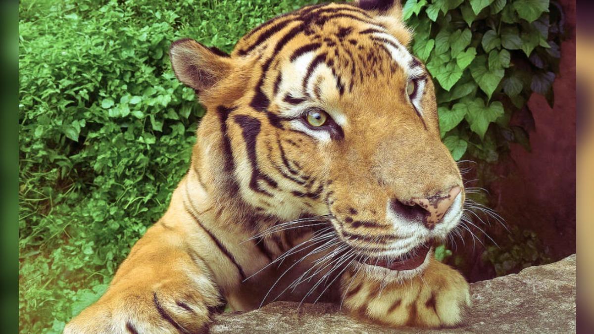 Shoushan Zoo offers free entry for kids (Courtesy of Kaohsiung Travel) Kaohsiung zoo offers free summer admission for children