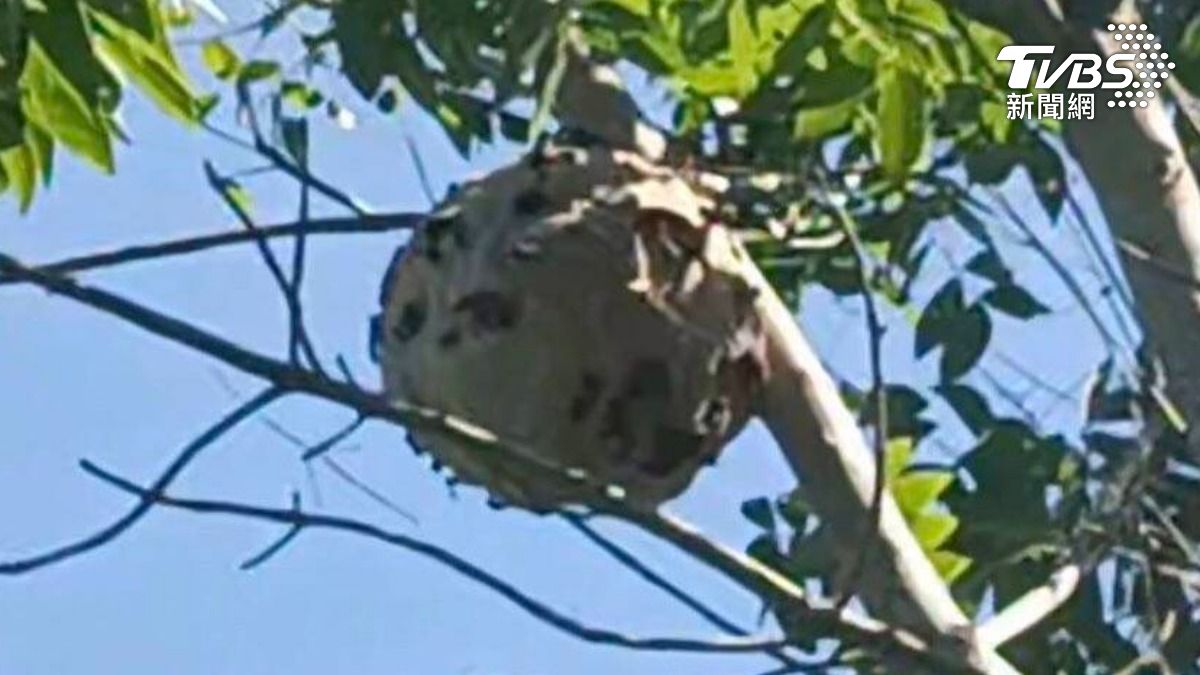 虎頭蜂窩將摘除。(圖/TVBS)