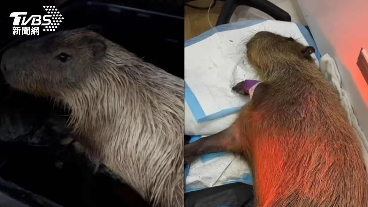 墾丁人氣水豚夫妻暴斃，疑遭蓄意毒殺。（圖／翻攝自臉書粉絲專頁「鹿ㄦ島Paradise of capybara」）