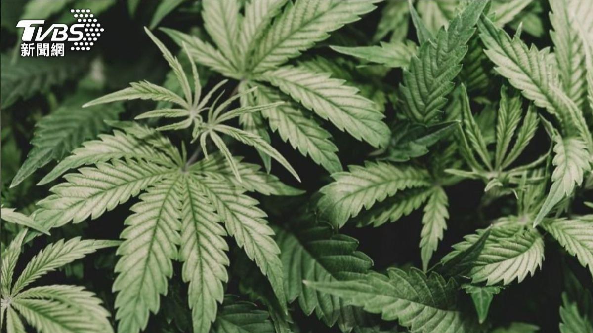 蜂蜜大麻、毒郵票跨海走私來台 公園販毒2人被逮