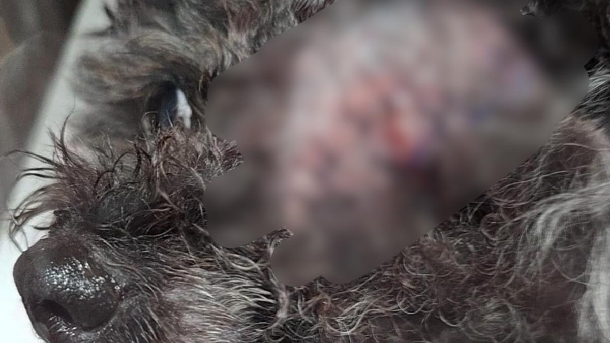 黑貴賓kuro遭沒牽繩的米克斯咬掉眼球。(圖/TVBS)