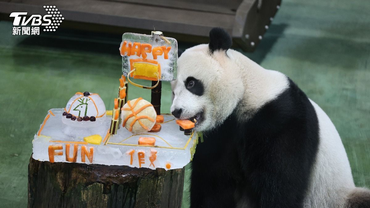 「圓寶」迎5歲生日,秀氣吃特製蛋糕。(圖/記者華子琛攝)