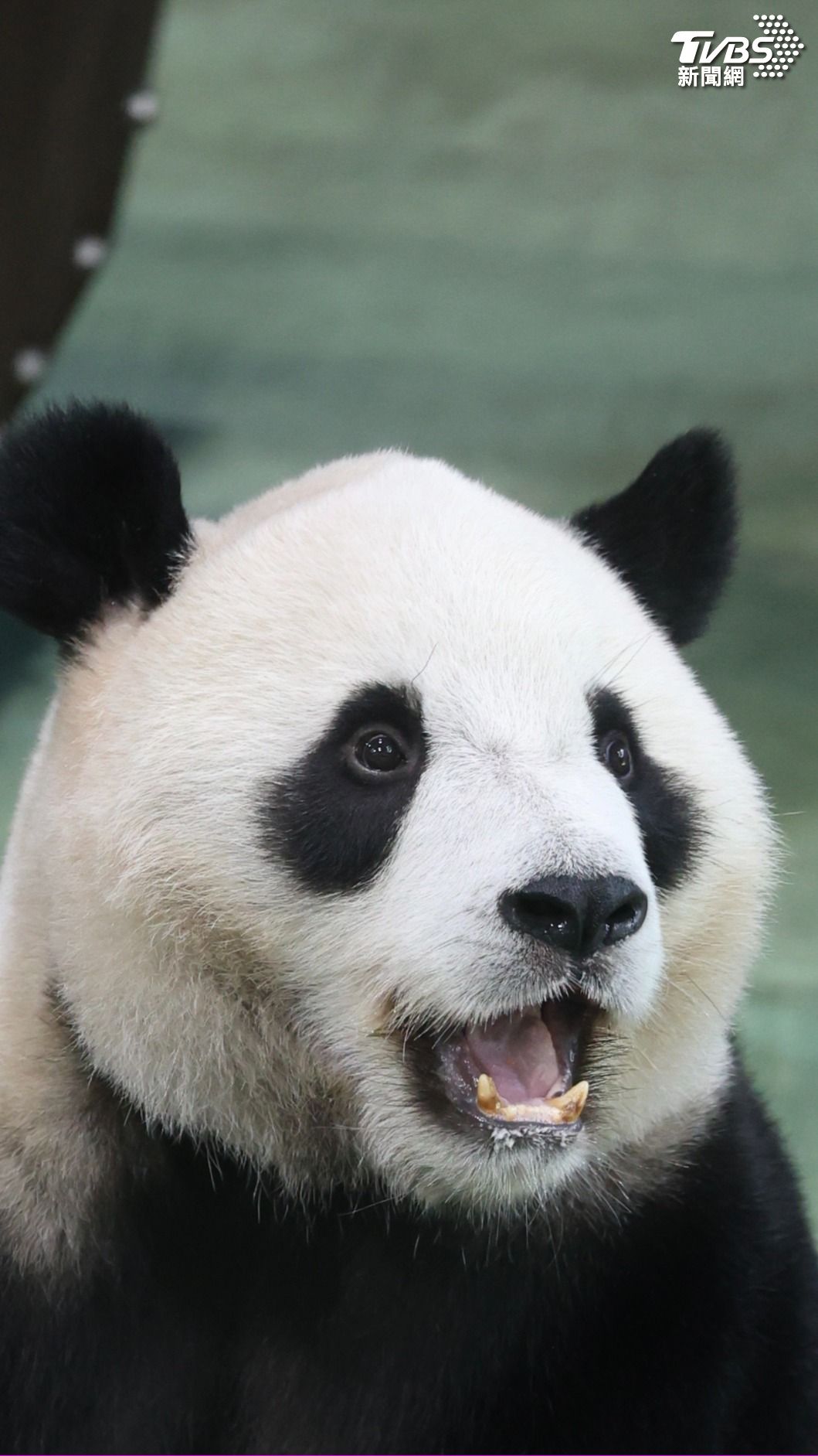 大貓熊「圓寶」今迎5歲生日。(圖/記者華子琛攝)
