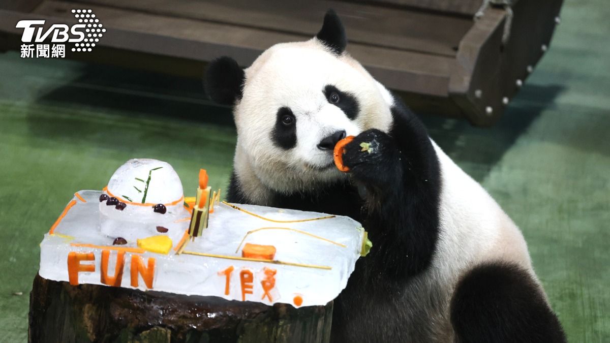 大貓熊「圓寶」今迎5歲生日,開心吃蛋糕。(圖/記者華子琛攝)