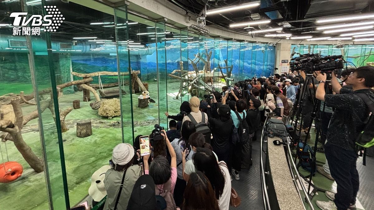 「圓寶」粉湧入大貓熊館,一同慶祝5歲生日。(圖/記者華子琛攝)