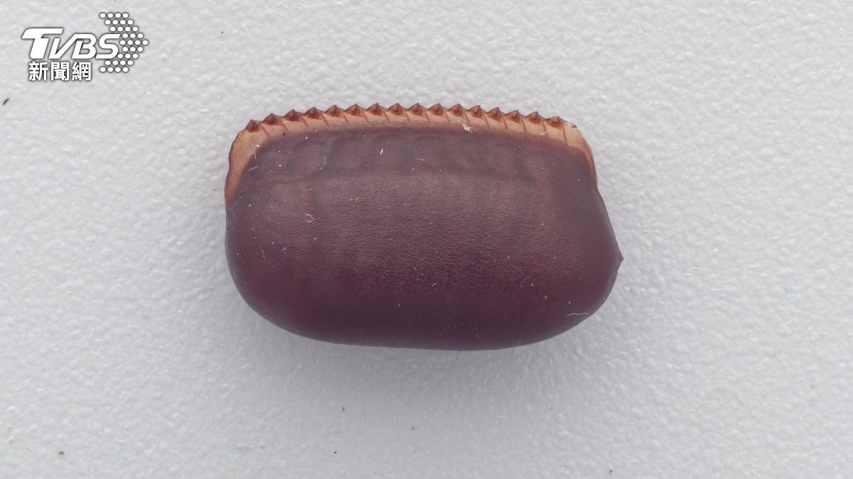 蟑螂卵鞘，又俗稱蟑螂蛋。（圖／達志影像Shutterstock）