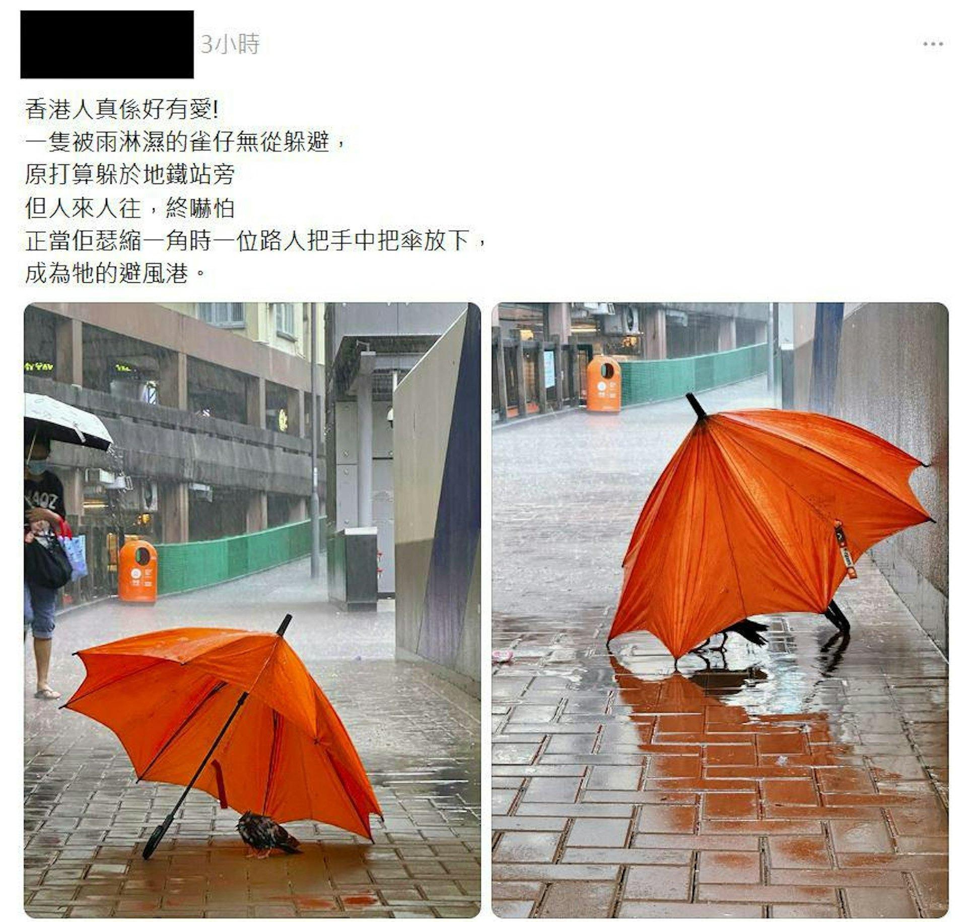 一把打開的橘色雨傘被放在地上,剛好遮住一隻全身溼透、無助的小鳥。(圖/翻攝自Threads@kcph0t0) 一把打開的橘色雨傘被放在地上,剛好遮住一隻全身溼透、無助的小鳥。(圖/翻攝自Threads@kcph0t0)