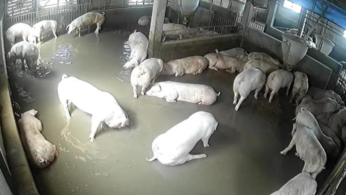 颱風,颱風動態,颱風路徑,颱風生成,颱風災情,彰化淹水,彰化豬暴斃,4000隻豬暴斃,颱風淹水,彰化災情