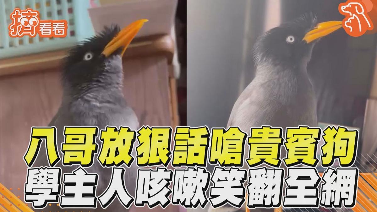 影音／八哥放狠話嗆同住貴賓狗　學主人咳嗽萌樣笑翻全網：奇才！