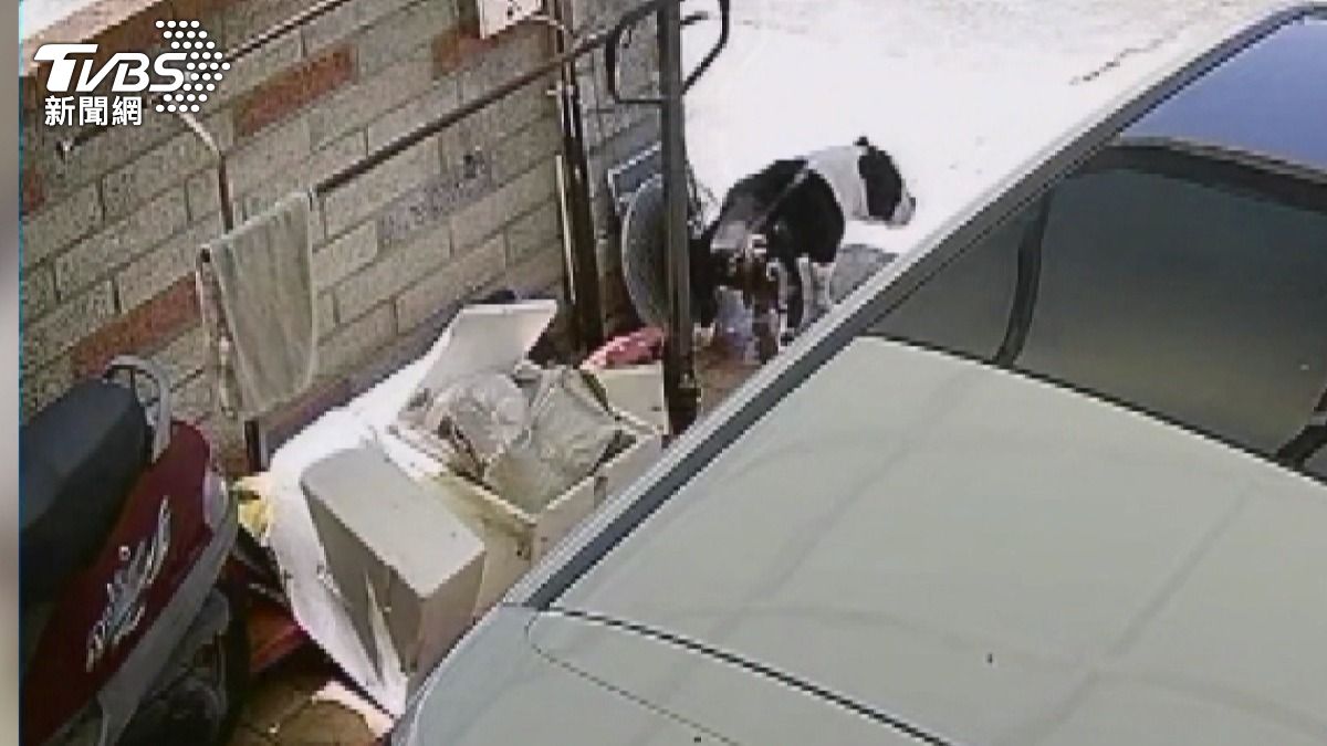 ＂糞＂而砸車！怪隔壁＂車停太凸＂ 檢舉狗便怒報復