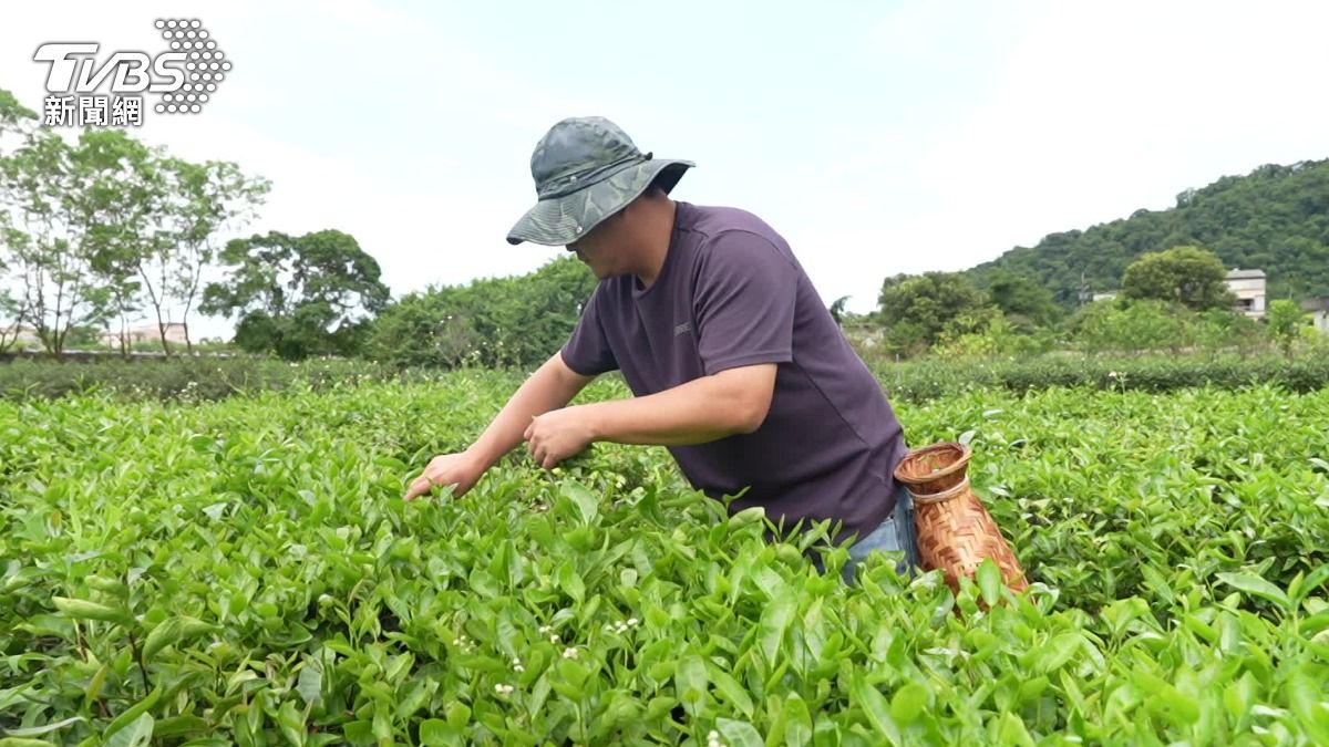 翻轉傳統台味！迺菜市場　茶園採茶成為外國客最愛景點