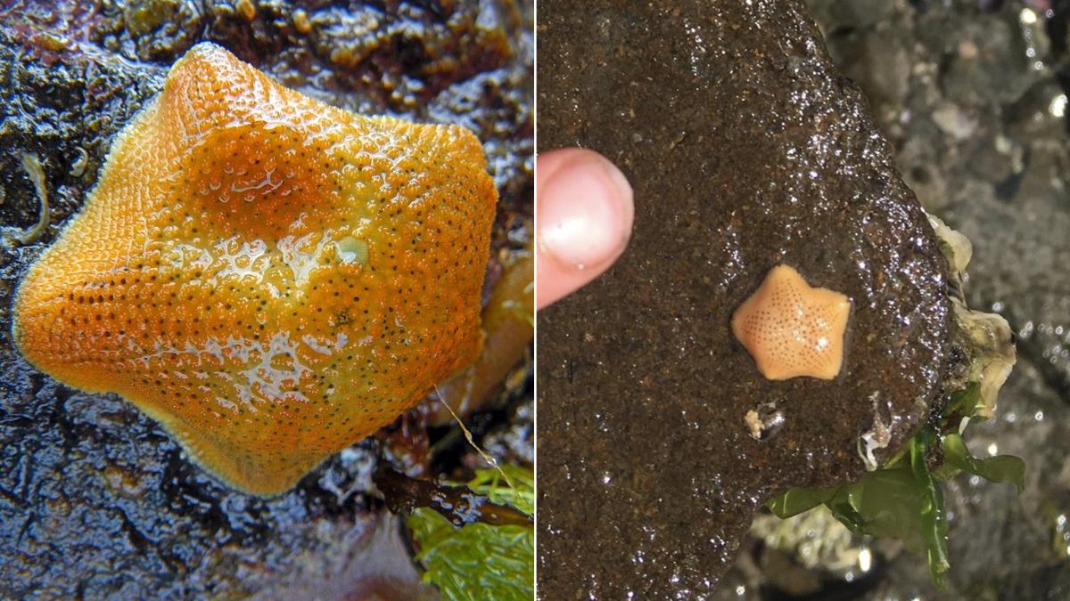 塔斯馬尼亞胎生海星-海星-澳洲-塔斯馬尼亞州