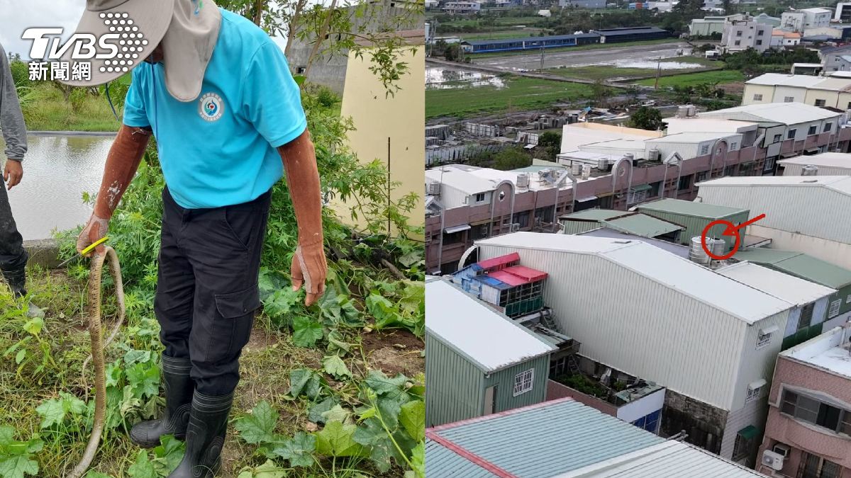 颱風過後，里長王金樹再度捕獲臭青母，有住戶因水塔蓋被吹翻導致喝到鳥屍水。（圖／王金樹提供、翻攝自蘇青癸臉書）