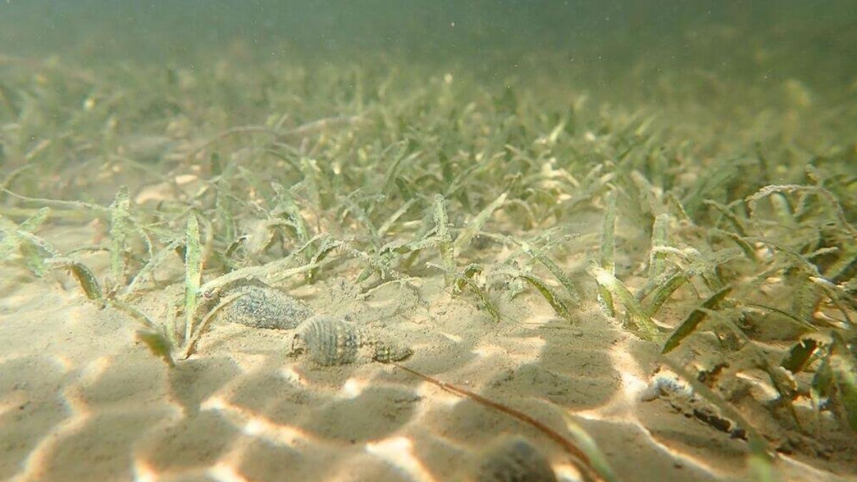 守護海底綠洲　中山大學推動復育「貝克氏鹽草」