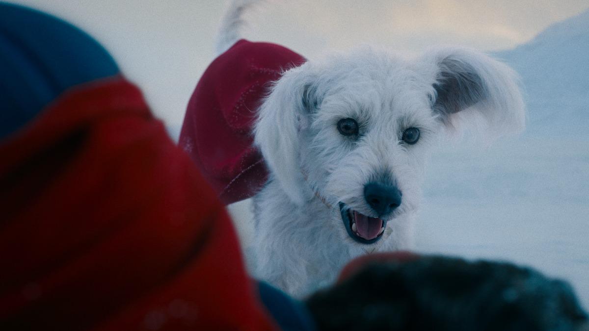 《超人》愛犬氪普托相當搶鏡。（圖／華納兄弟提供）
