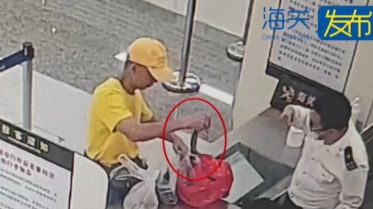 手提袋有蛇！旅客攜瀕危眼鏡蛇過安檢　「徒手抓起」嚇壞陸海關