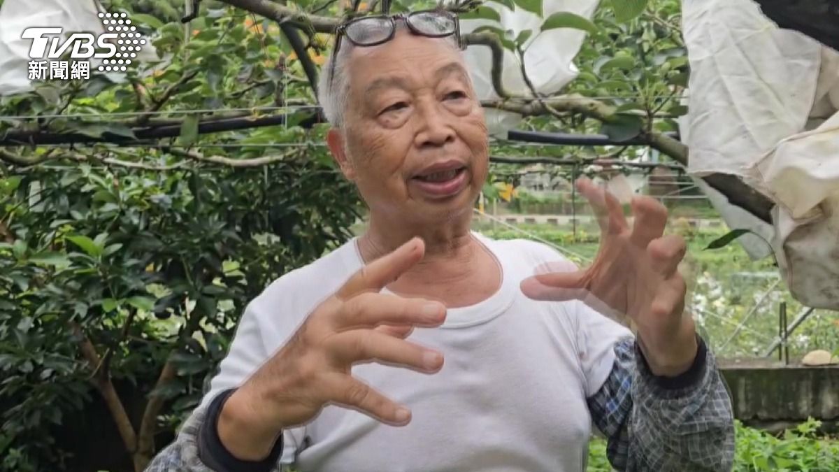 「寶島甘露梨」遭大量偷種！8成市售品是仿冒　研發者心痛曝內幕