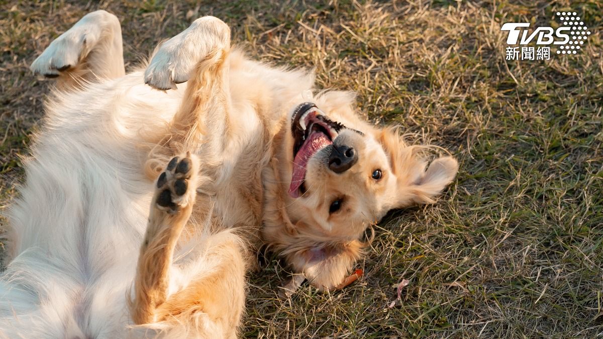 別讓毛孩熱衰竭！新北高齡犬曝曬亡　獸醫：狗狗「這樣做」防中暑