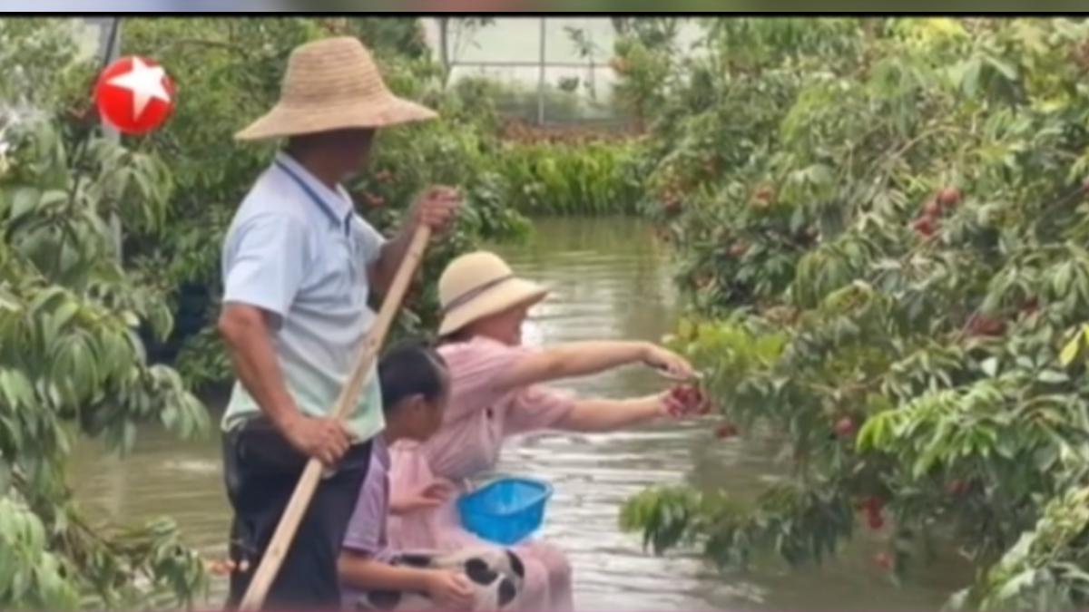 打破不可能!上海荔枝橫空出世 價格翻10倍