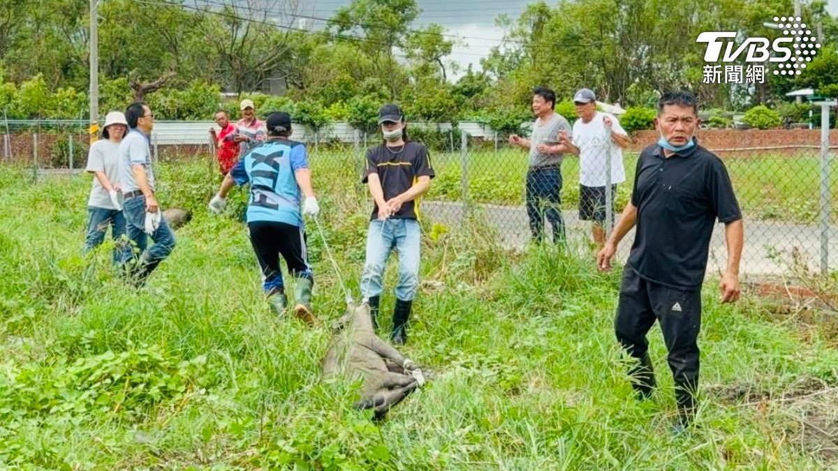 颱風吹倒圍牆「豬奔逃」！　10壯丁vs.2山豬　吹7針麻醉圍捕
