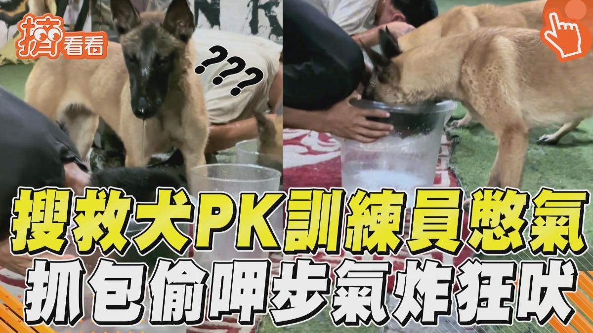 影音／搜救犬PK憋氣比輸超困惑　抓包訓練員「偷呷步」氣炸狂吠