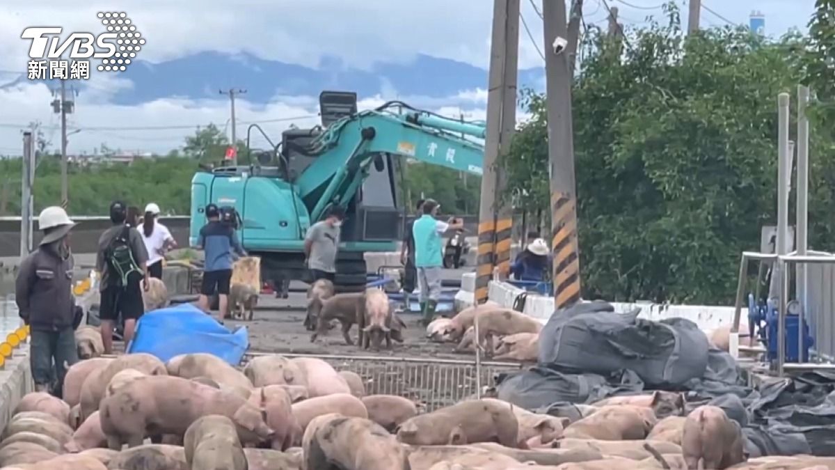 好慘！台南民宅、車行淹水　嘉義養豬場逾3千隻豬溺水亡