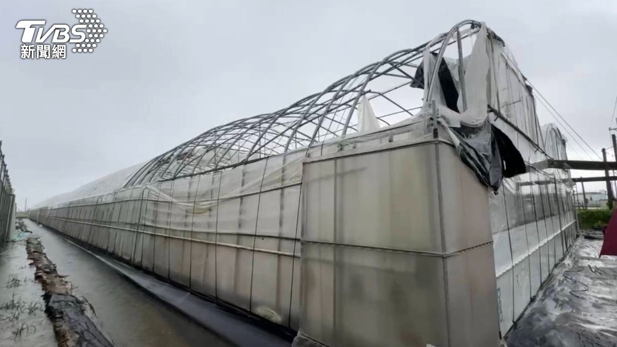西南氣流狂襲中南部！連兩日暴雨　嘉義7成果樹慘遭毀