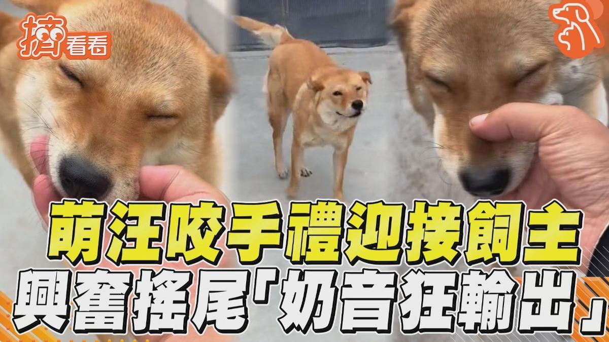 影音／萌汪「咬手禮」迎接飼主！　興奮搖尾「奶音狂輸出」惹融化