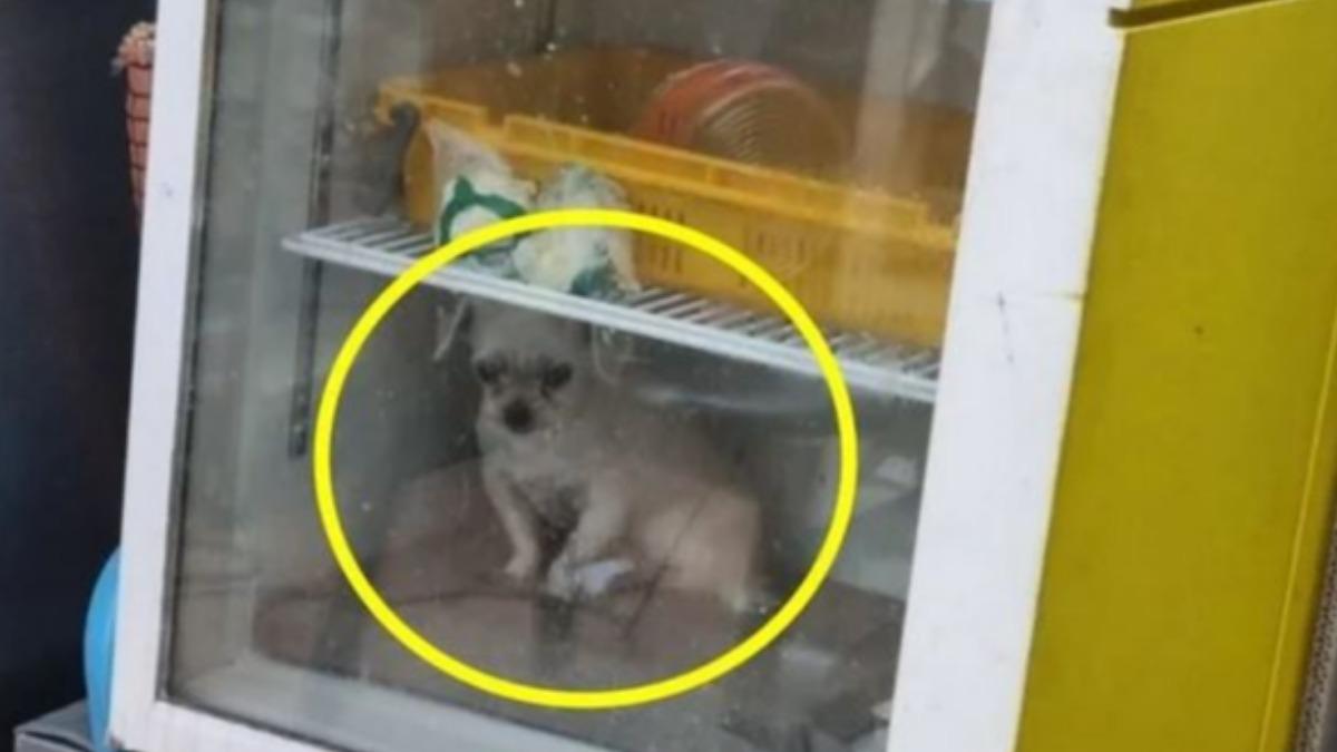 韓餐廳冰箱驚見小狗！飼主遭控虐待冤喊：牠怕熱　驚動警方調查