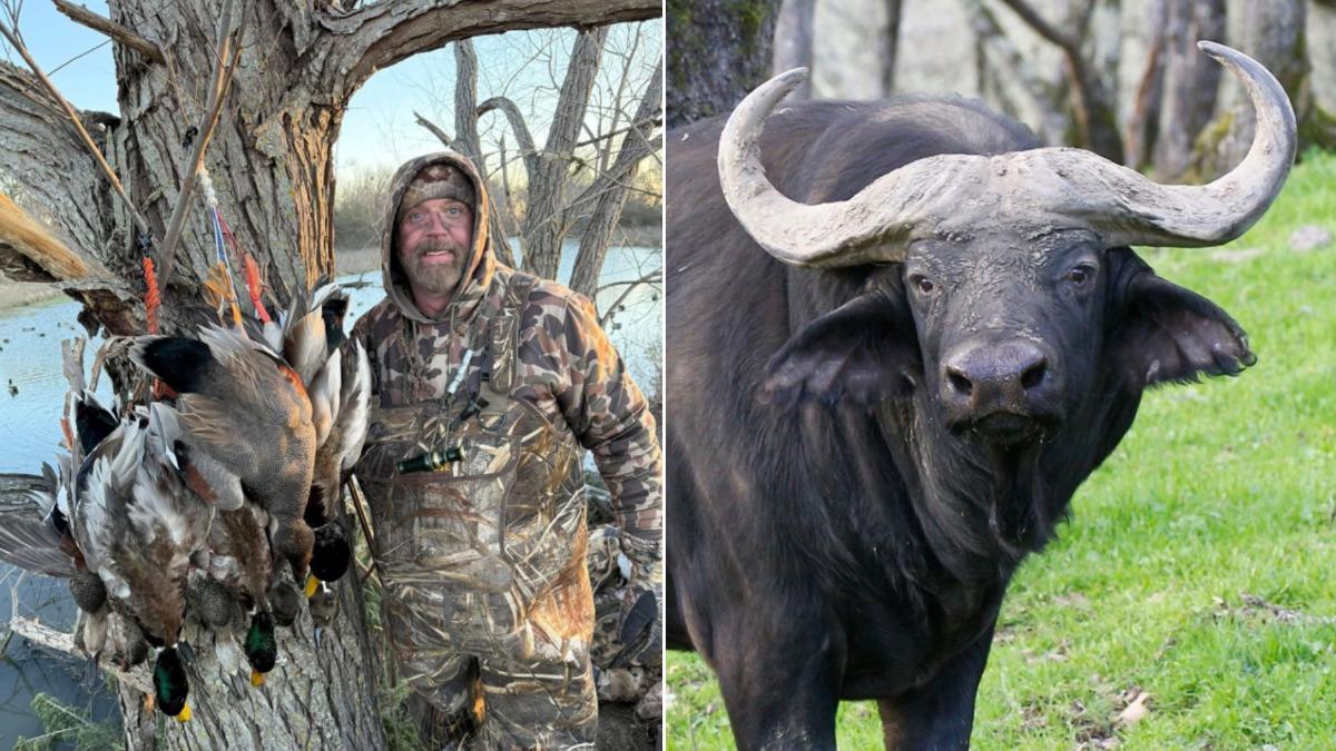 一名美國德州的百萬富翁阿舍爾・沃特金斯（Asher Watkins）(左)，在南非追蹤非洲水牛時遭攻擊喪命。（圖，水牛為示意圖／截自Ｘ＠LimpopoCurrent@DisBalansX）