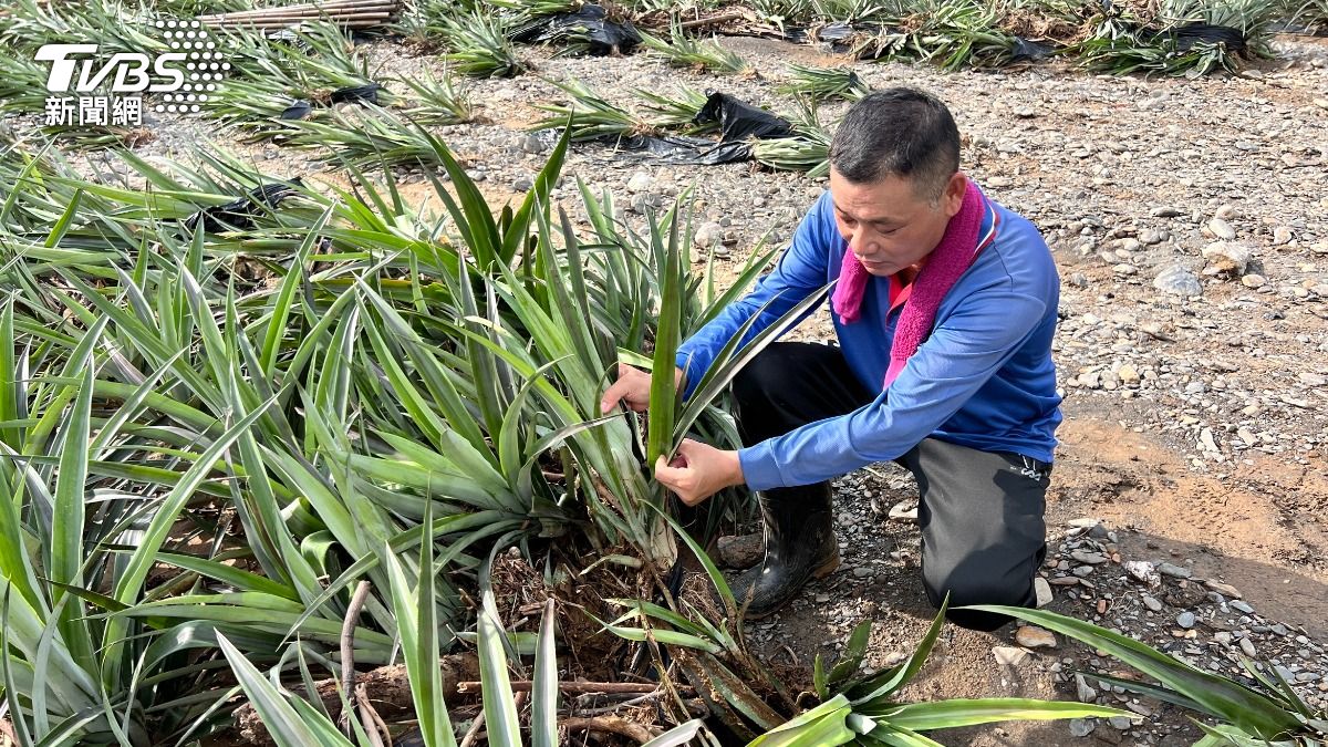 屏東高樹鄉一處鳳梨果園整片泡水，果農整年心血幾乎報銷。（圖／中央社）