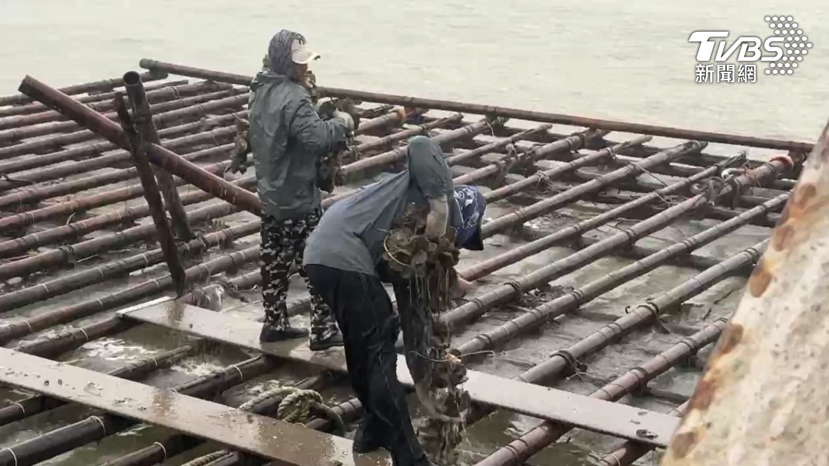 怕颱風再來收成全嘸！東石蚵農趕搶收　台東臍橙農忙防颱