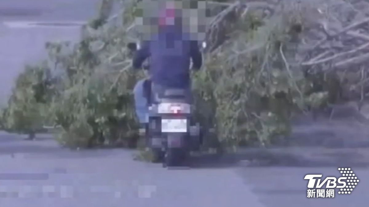 楊柳襲台　樹倒砸中騎士釀傷　波及2車