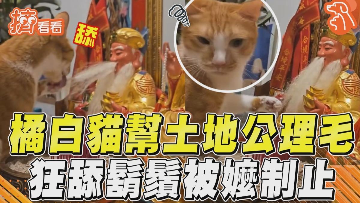 影音／橘白貓大膽跳神明桌上「幫理毛」　狂舔土地公鬍鬚被嬤制止：不行啦