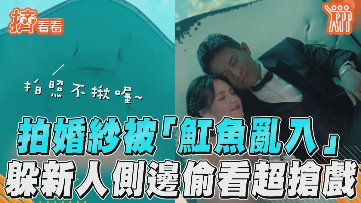 影音／水族館拍婚紗被「魟魚亂入」　躲新郎新娘側邊偷看超搶戲