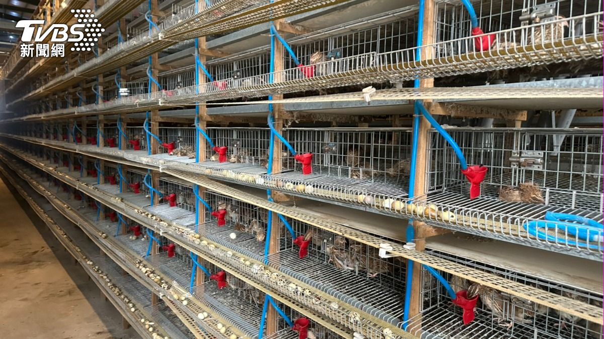 彰化爆H5N1高病原禽流感　6.9萬隻鵪鶉遭撲殺