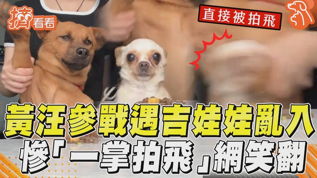 影音／黃汪參戰突遇「吉娃娃亂入」！慘被「一掌拍飛」：露頭就秒