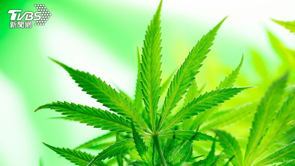 法院前錄事花蓮住家種大麻　懲戒法院判降2級改敘