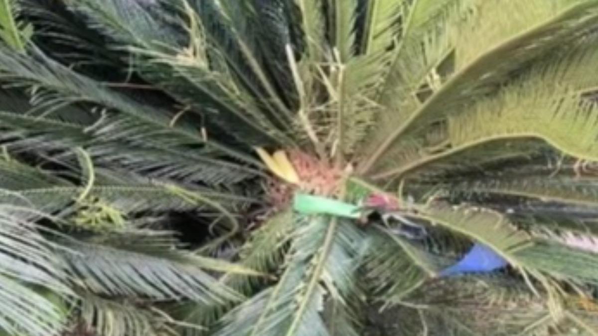 不想清狗屎！中國女21樓丟2狗　遭法判拘役4個月、罰金8千