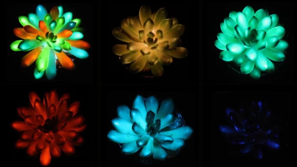 阿凡達世界成真？科學家培育「可充電、多彩植物」　有望取代路燈