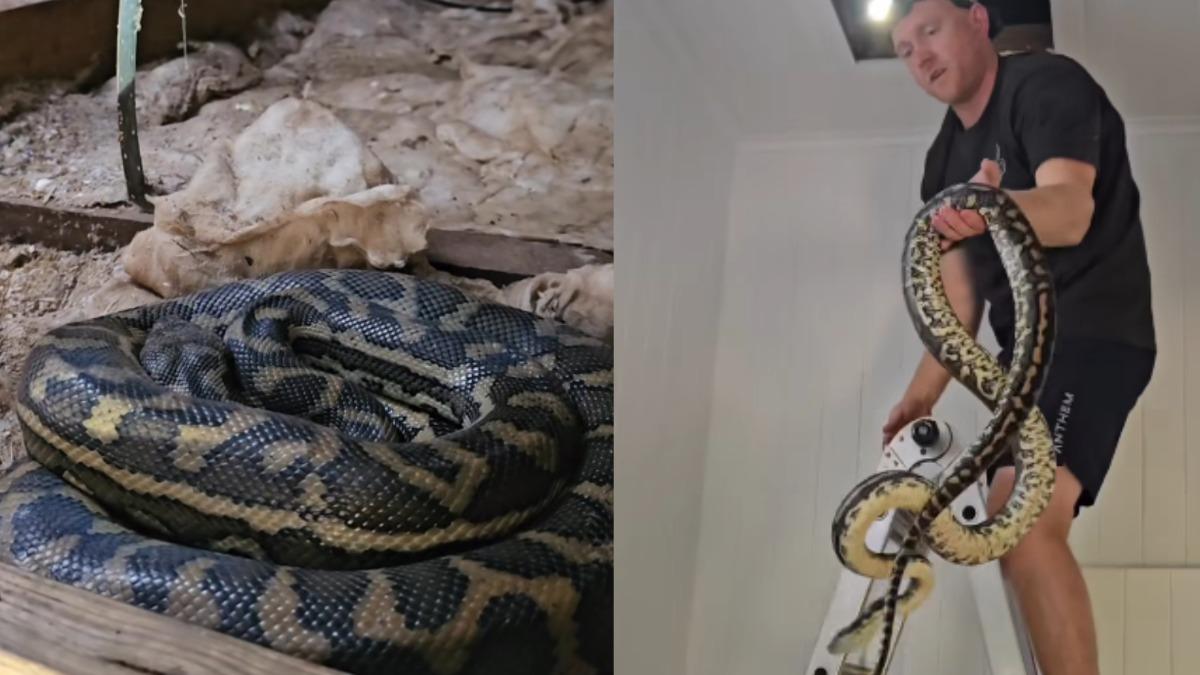 澳洲女子家中天花板漏水，竟是藏了3條蟒蛇。（圖／翻攝自Sunshine Coast Snake Catchers 24/7臉書）