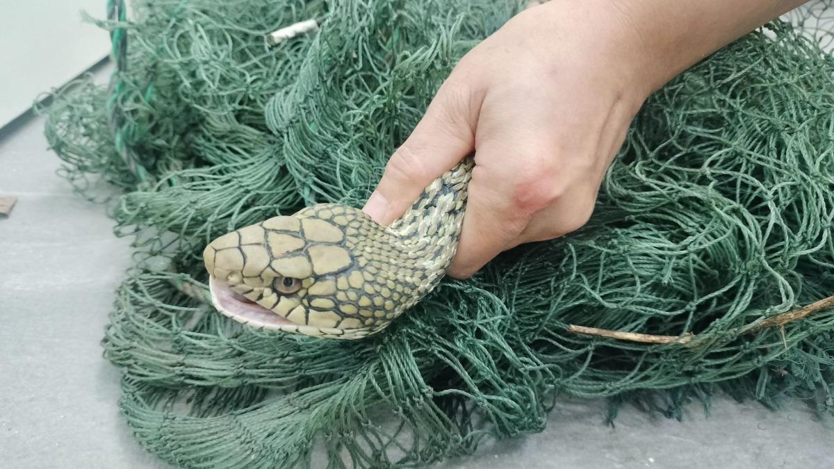 有民眾在住家倉庫中發現一隻臭青母。（圖／翻攝自動保處官網）