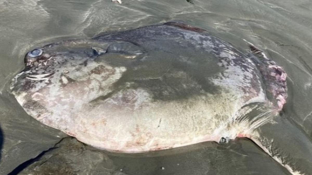 加州海灘突現1.8公尺長「巨大怪魚」 民眾驚呆：像外星生物│TVBS新聞網