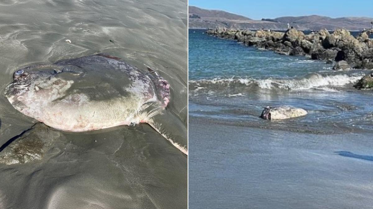 這條迷惑翻車魨身長約6英尺（約1.8公尺）、寬約3英尺（約0.9公尺）。（圖／翻攝自Daily Mail）