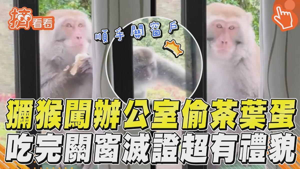 影音／獼猴超有禮貌！　闖辦公室偷茶葉蛋爽嗑「關窗滅證」