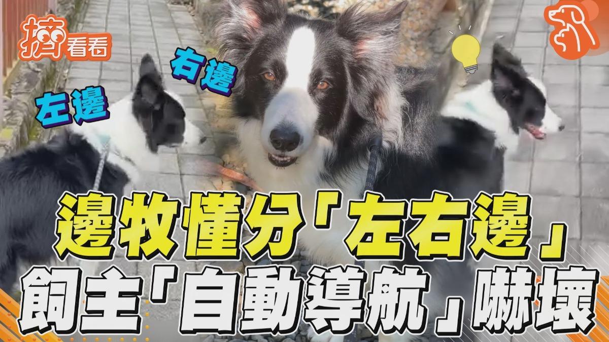 影音／邊牧懂分左右「方向感up」！飼主「自動導航」精準判斷嚇壞