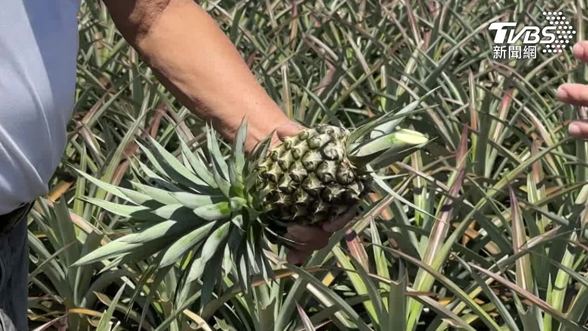 鳳梨長不大。(圖／TVBS)